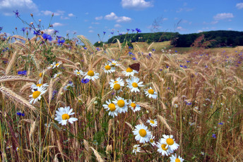 Картинка природа поля поле