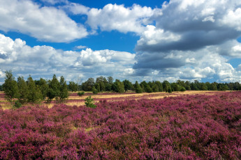Картинка природа луга вересковая луг пустошь