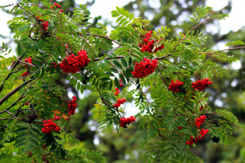 Картинка природа ягоды +рябина рябина осень