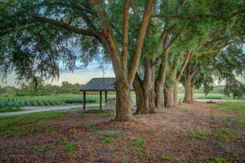 Картинка природа деревья простор