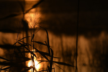 Картинка природа макро листья стебли растение силуэт солнце свет