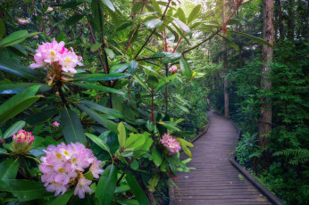 Картинка природа парк простор