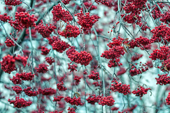 Картинка природа ягоды +рябина красные