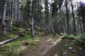 Картинка природа лес простор