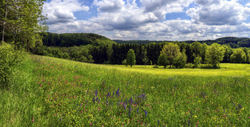 Картинка природа луга луг