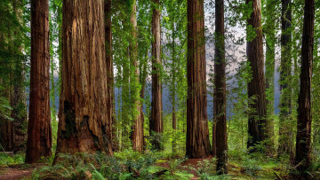 Картинка природа лес папоротник сосны