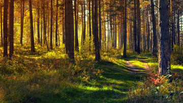 Картинка природа лес тропинка сосны