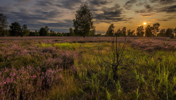 Картинка природа луга вересковая луг закат пустошь