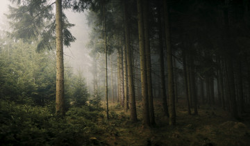 Картинка природа лес простор