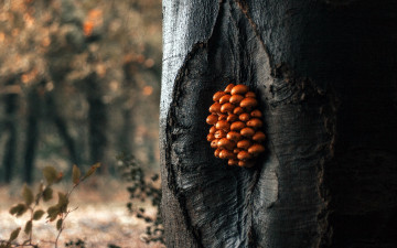 Картинка природа грибы грибная семейка