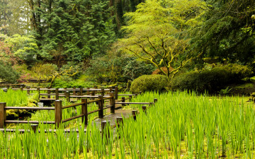 Картинка природа лес простор