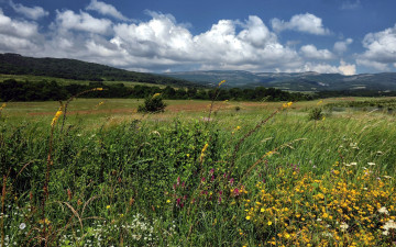 Картинка природа луга цветы луг лето