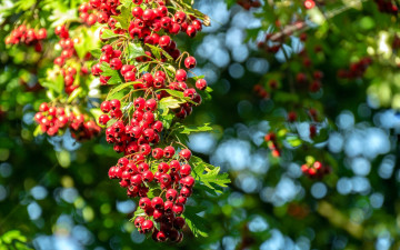 Картинка природа ягоды боярышник
