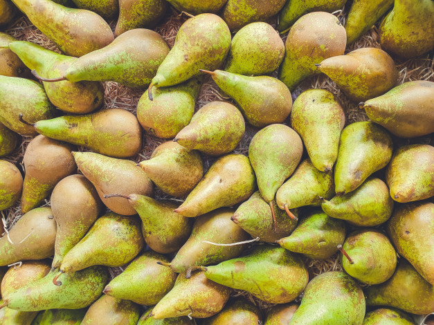 Обои картинки фото еда, груши, много, фрукты