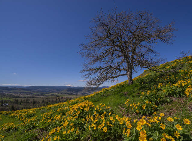 Обои картинки фото природа, луга, простор