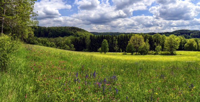 Обои картинки фото природа, луга, луг