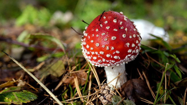 Обои картинки фото природа, грибы,  мухомор, одиночка