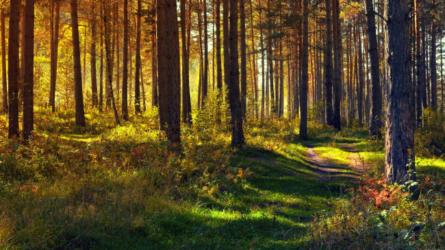 Обои картинки фото природа, лес, тропинка, сосны