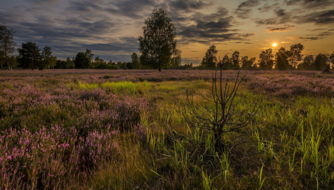 Обои картинки фото природа, луга, вересковая, луг, закат, пустошь