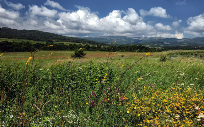 Обои картинки фото природа, луга, цветы, луг, лето