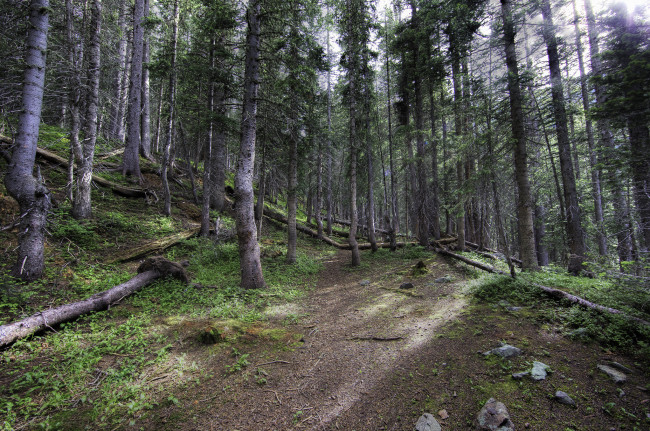 Обои картинки фото природа, лес, простор