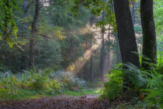 Обои картинки фото природа, лес, простор