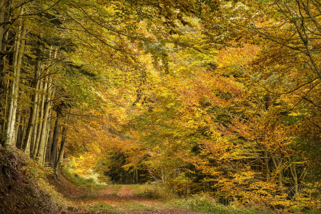 Обои картинки фото природа, лес, простор