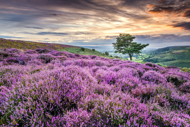 Обои картинки фото природа, луга, луг, вереск