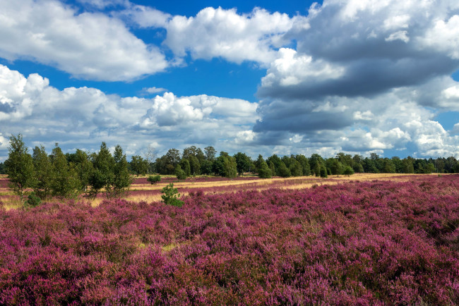Обои картинки фото природа, луга, вересковая, луг, пустошь