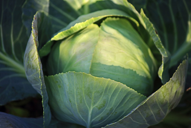 Обои картинки фото природа, плоды, капуста