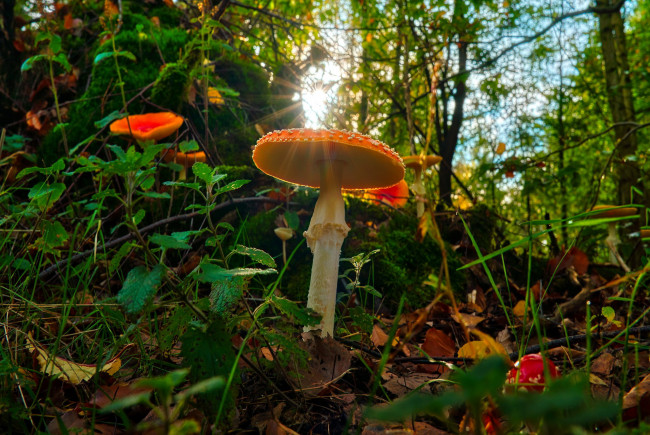 Обои картинки фото природа, грибы,  мухомор, лето, мухоморы, трава