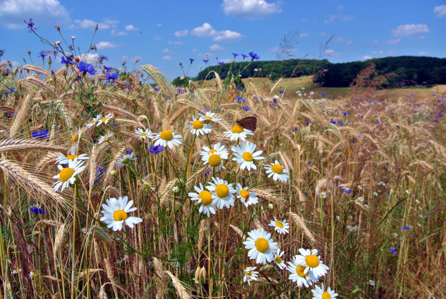 Обои картинки фото природа, поля, поле