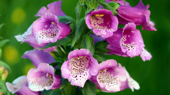 Обои картинки фото цветы, дигиталис , наперстянка