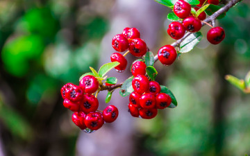 Картинка природа ягоды боярышник