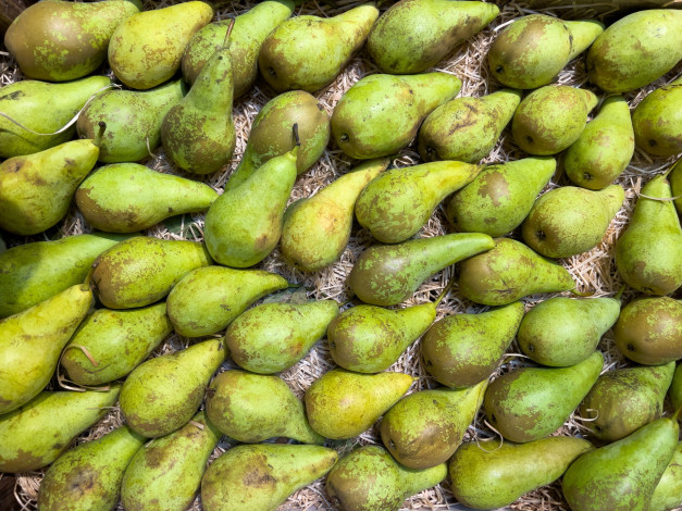 Обои картинки фото еда, груши, зеленые, урожай, много
