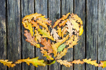 Картинка природа листья осень дуб