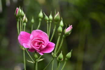 Картинка цветы розы розовая роза бутоны