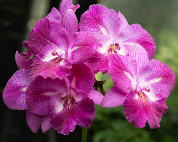 Обои картинки фото цветы, орхидеи