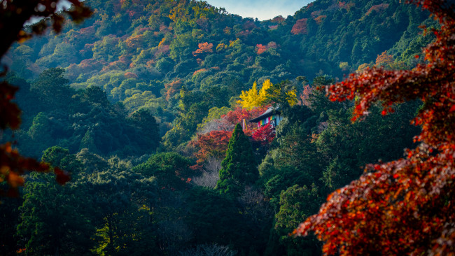 Обои картинки фото города, - здания,  дома, природа, храм, горы, деревья, листва, осень, лес, киото, япония