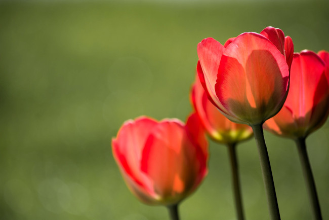 Обои картинки фото цветы, тюльпаны, красные