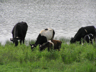 Картинка животные коровы буйволы