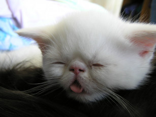 Картинка животные коты