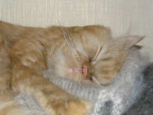 Картинка животные коты