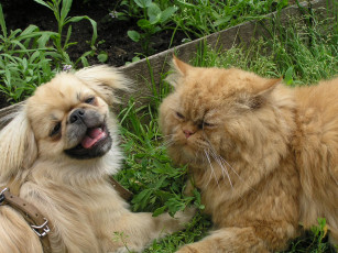 Картинка животные разные вместе