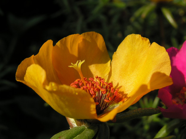 Обои картинки фото цветы, портулак