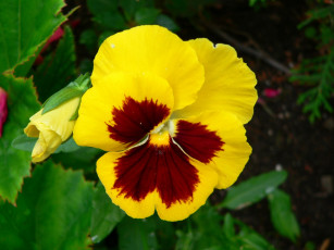 Картинка цветы анютины глазки садовые фиалки