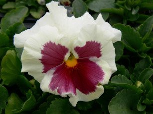 Картинка цветы анютины глазки садовые фиалки