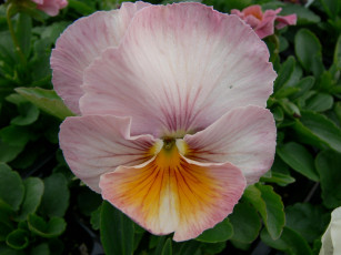 Картинка цветы анютины глазки садовые фиалки