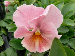 Картинка цветы анютины глазки садовые фиалки