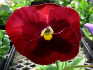 Картинка цветы анютины глазки садовые фиалки